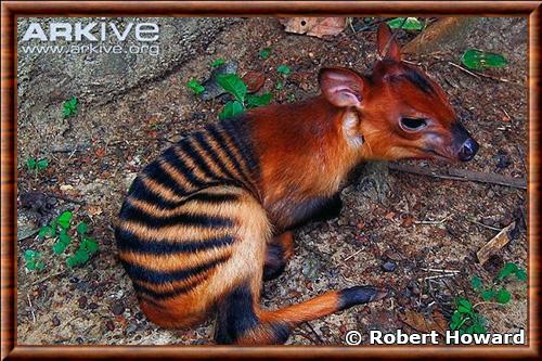 Cephalophe zebre juvenile.jpg