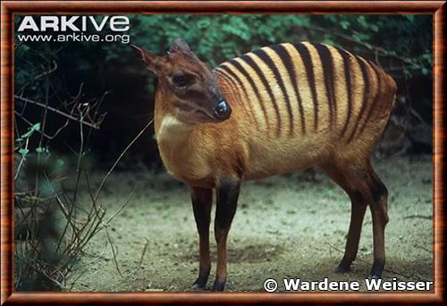 Cephalophe zebre (Cephalophus zebra)