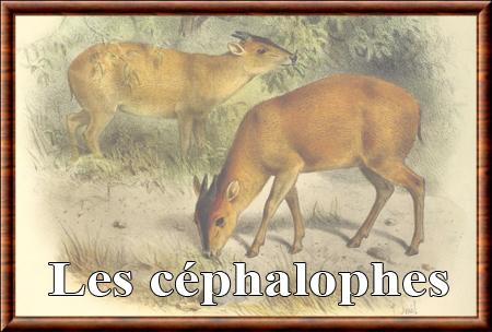 Cephalophe