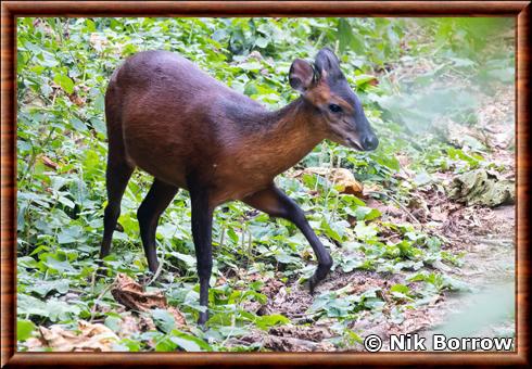 Cephalophe du lac Kivu Cephalophus nigrifrons kivuensis.jpg