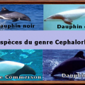 Cephalorhynchus