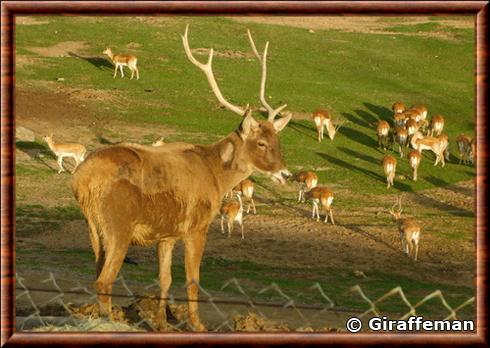 Cerf a museau blanc