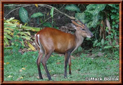 Cerf aboyeur (Muntiacus muntjak)