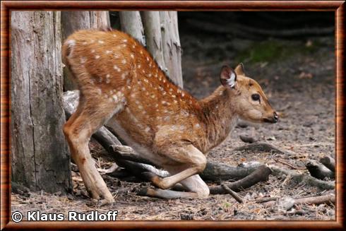 Cerf axis juvenile