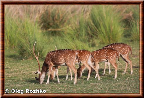 Cerf axis parc national de Ranthambore