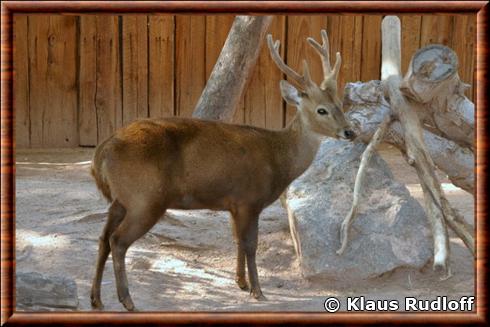 Cerf calamian (Axis calamianensis)