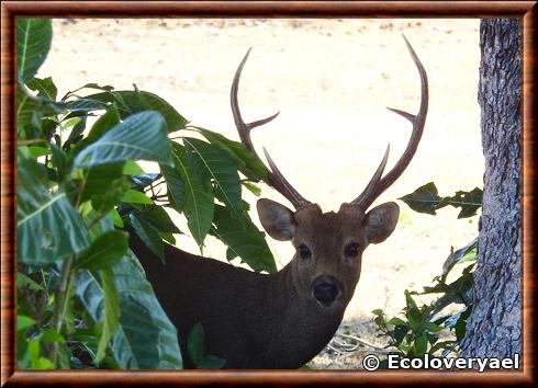 Cerf calamian portrait