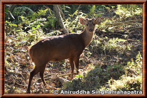 Cerf cochon commun (Axis porcinus porcinus)