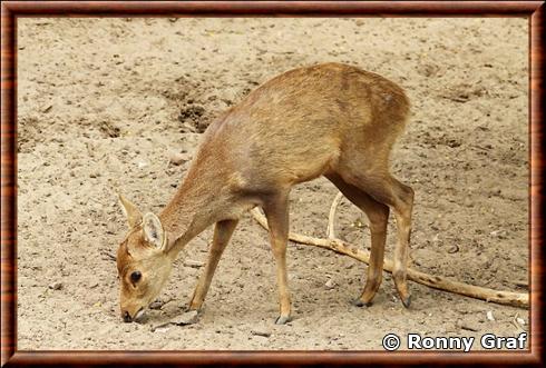 Cerf cochon d'Indochine (Axis porcinus annamiticus)