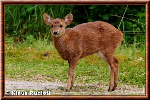 Cerf cochon juvenile zoo de Berlin