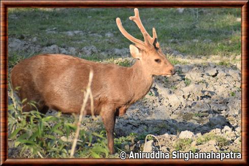 Cerf cochon male