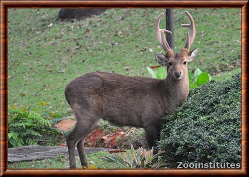 Cerf cochon zoo de Nakhon Ratchasima