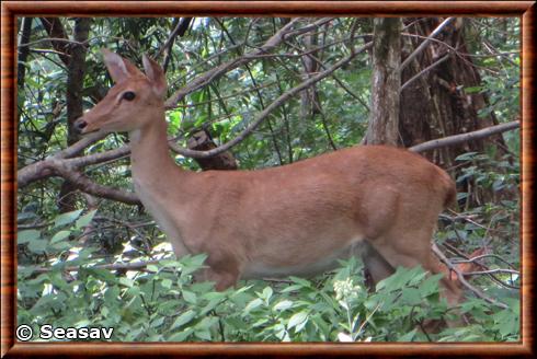 Cerf d'Eld femelle province Uthai Thani