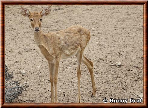 Cerf d'Eld juvenile zoo de Saigon