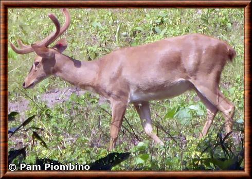 Cerf d'Eld male parc national Erawan