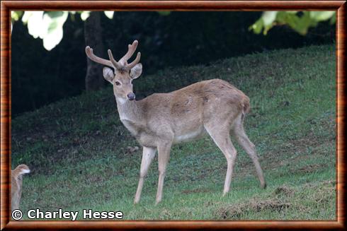 Cerf d'Eld (Rucervus eldii)