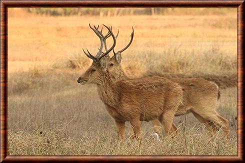 Cerf de Duvaucel