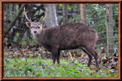 Cerf de Kuhl zoo d'Edimbourg