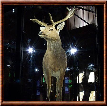 Cerf de Schomburgk musee histoire naturelle Paris