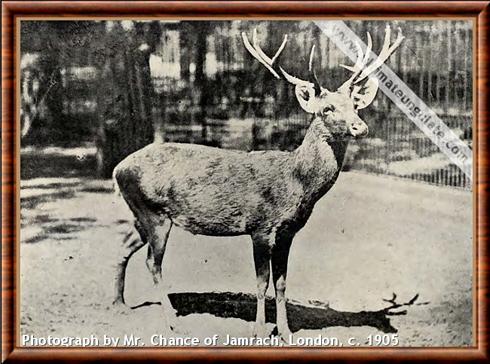 Cerf de Schomburgk (Rucervus schomburgki)