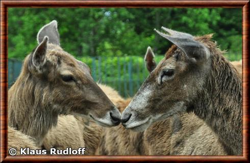 Cerf de Thorold femelle zoo de Berlin