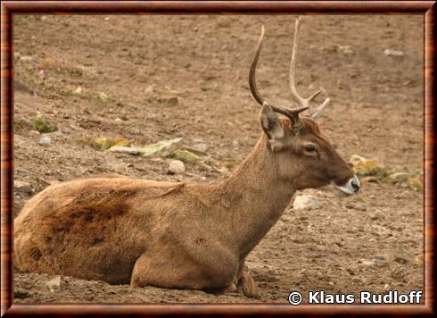 Cerf de Thorold male zoo de Berlin