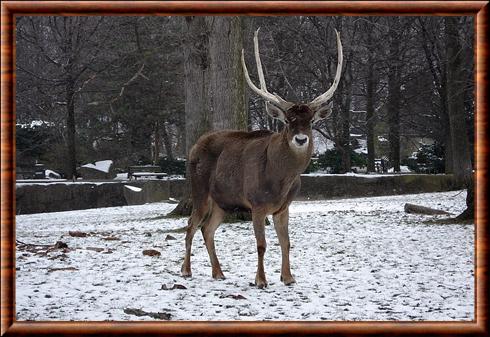 Cerf de Thorold (Przewalskium albirostris)