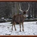 Cerf de thorold przewalskium albirostris