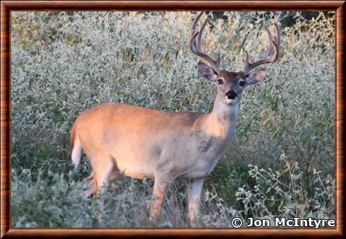 Cerf de Virginie (Odocoileus virginianus)