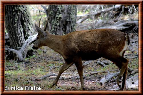 Cerf des Andes meridionales