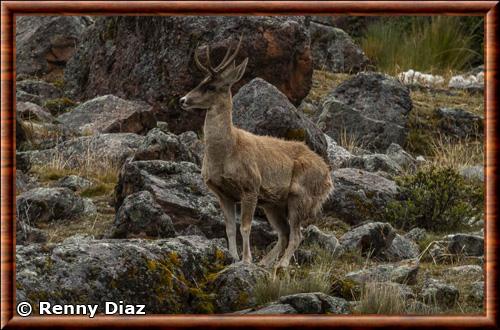 Cerf des Andes septentrionales