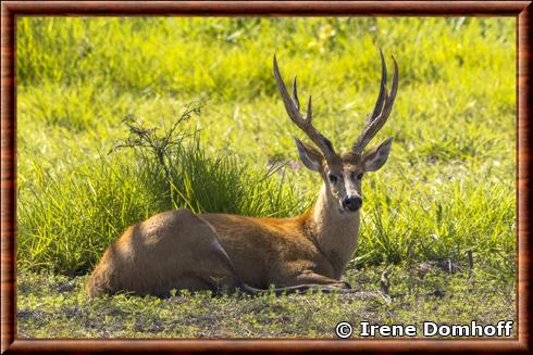 Cerf des marais (Blastocerus dichotomus)