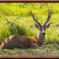 Cerf des marais blastocerus dichotomus