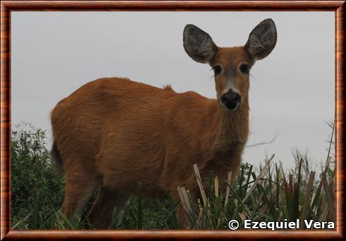 Cerf des marais femelle en Argentine