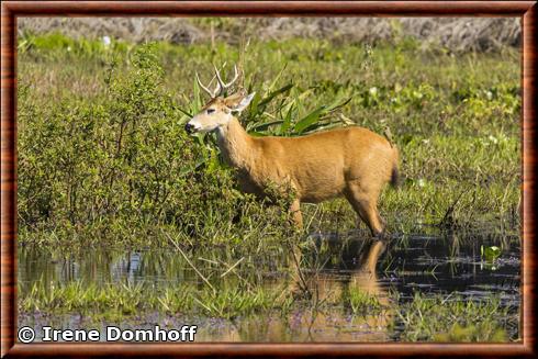 Cerf des marais male Aquidauana