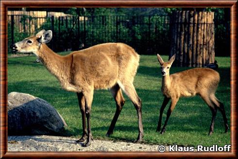 Cerf des marais zoo de Berlin