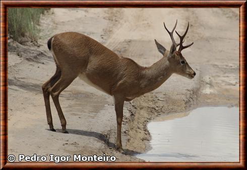 Cerf des pampas (Ozotoceros bezoarticus)