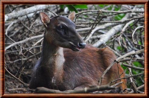 Cerf des Philippines femelle foret de Mindanao