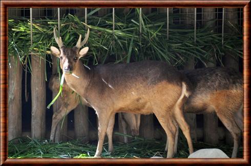 Cerf des Philippines male zoo d'Avilon