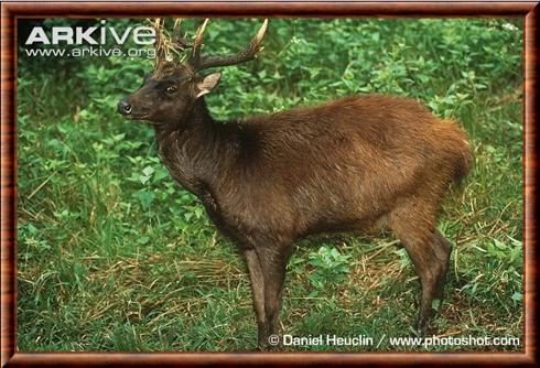 Cerf des Philippines (Rusa marianna)