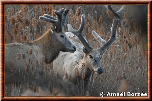 Cerf du pere David (Elaphurus davidianus)