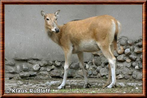 Cerf du pere David femelle zoo de Moscou