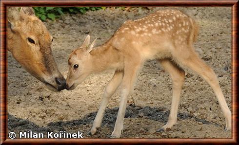 Cerf du pere David juvenile Zoo Ostrava