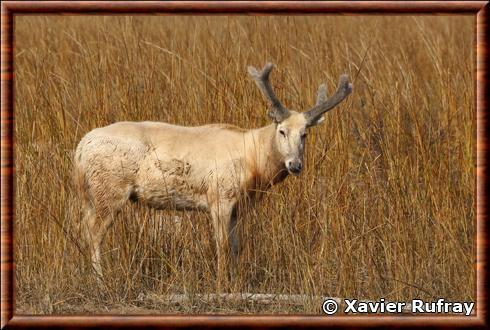 Cerf du pere David male province de Jiangsu