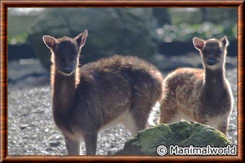 Cerf du prince Alfred femelle zoo de Mulhouse