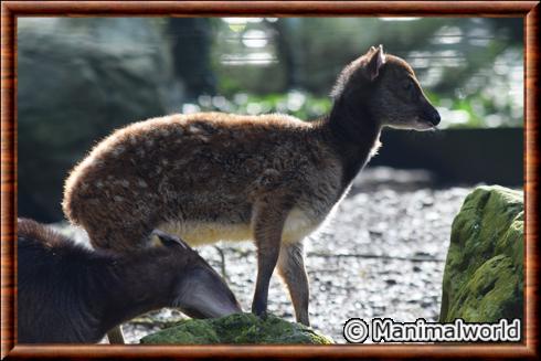 Cerf du prince Alfred juvenile zoo de Mulhouse