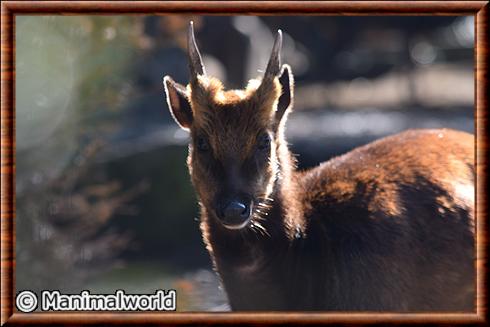 Cerf du prince Alfred male zoo de Mulhouse