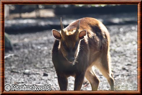 Cerf du prince Alfred (Rusa alfredi)