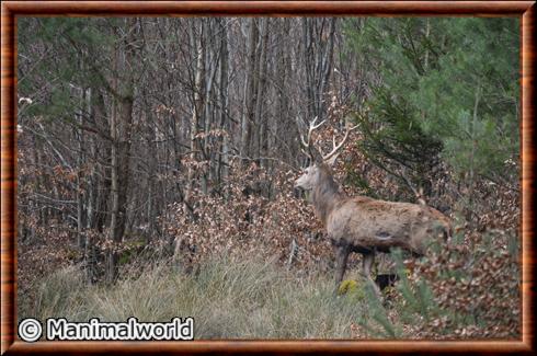 Cerf elaphe Alsace