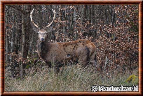 Cerf elaphe (Cervus elaphus)